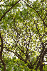 Pattern of a rain tree branches those thrive to the sky