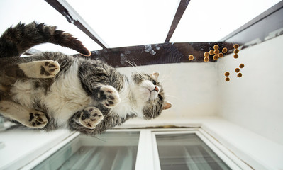 Cat standing on glass table on loggia