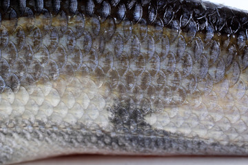 Rudd fish scales background © Alex Coan