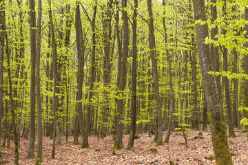 Misty spring beech forest in a nature reserve in southern Sweden, selective focus