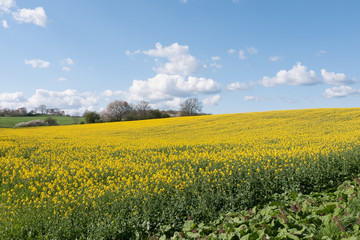 Fototapeta premium beautiful rapeseed field and cloudy sky in the spring in oland, Sweden, selective focus