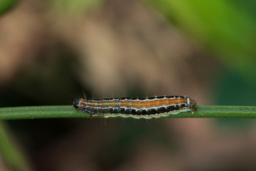 A caterpillar lying on a branch