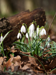 Jeden z pierwszych zwiastunów wiosny Śnieżyczka przebiśnieg (Galanthus nivalis L.) – gatunek rośliny z rodziny amarylkowate