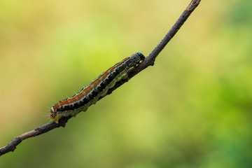 A caterpillar lying on a branch