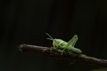 A green grasshopper on a branch with a green background.