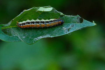 A caterpillar lying on a branch