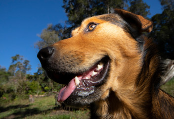 a man fed and plays with a dog