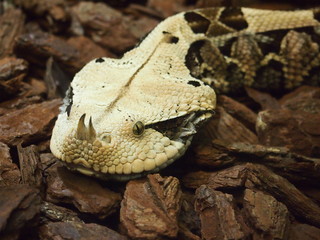 Animal wildlife at the zoo closeup