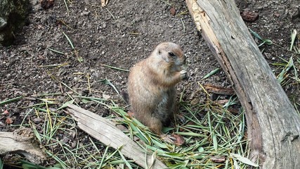 Animal wildlife at the zoo closeup