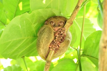 ボホール島のターシャ