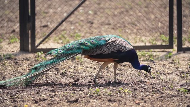 peacock walks around the yard
