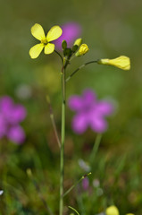 Beautiful small yellow flower with four leaves