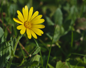 Yellow daisy reflecting the sun