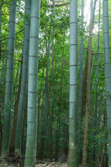 Old temple bamboo grove, Yamashina-ku, Kyoto