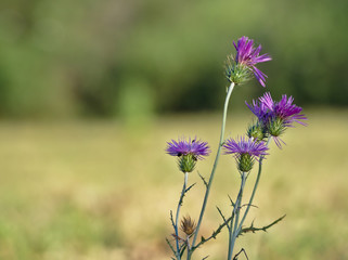 Detail of specimens of Cardota, Galactites tomentosa.