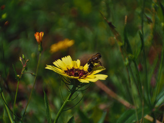 Yellow flower attracting coleopteros to pollinate