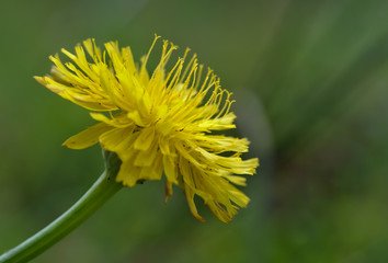 Dandelion macro in full bloom