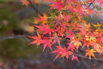 Autumn leaves at the site of the  jisso-in gate, Iwakura, Sakyo-ku, Kyoto.