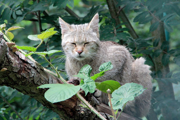 Wildcat, Cat, Wild animal, Felis silvestris silvestris, Thuringia, Germany, Europe