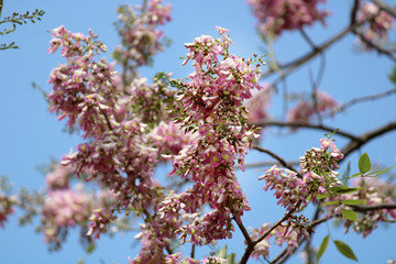 A beautiful view of wild flowers.