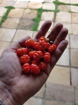 Hand with cherries - pitanga do Brasil
