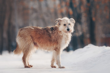 mixed breed dog walking outdoors in winter