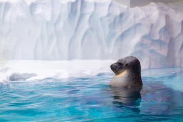 Fototapeta premium seal in water