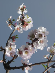 Fiore di mandorlo