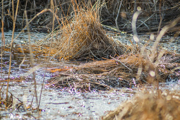 Bundles of grass in the river water lake 