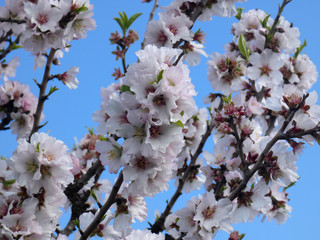 Fiore di mandorlo