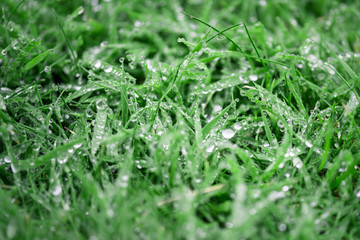 Dew drops on green grass; selective focus
