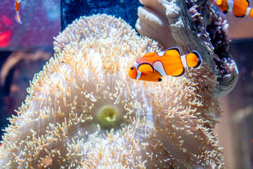 tropical fish in aquarium
