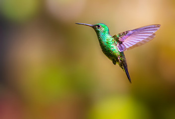 Fototapeta na wymiar a hummingbird flying