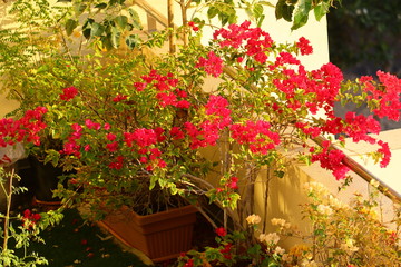 Obraz premium flowers on the balcony