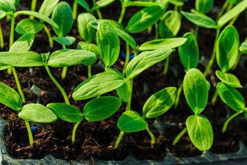 Green sprout cucumber