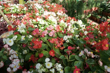 Glass House flower garden 