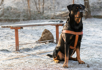 rottweiler dog in snow
