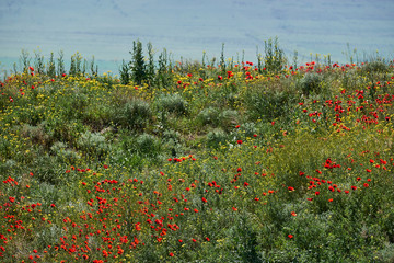 Poppies bloom in the mountains