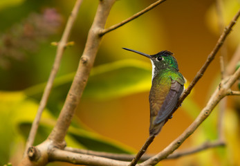 Andean Emerald (Amazilia franciae) in the colombian forest
