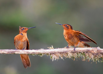 Shining Sunbeam (Aglaeactis cupripennis)