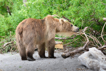 Ruling the landscape, brown bears of Kamchatka (Ursus arctos beringianus)