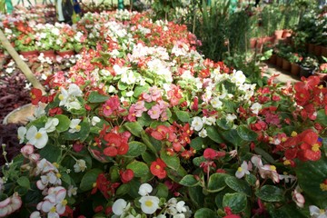 Naklejka premium Glass House flower garden 