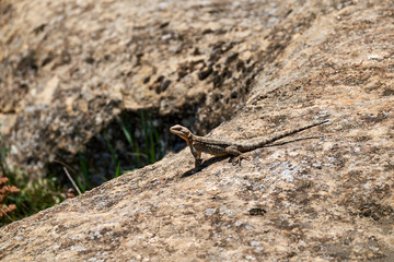 A lizard heating up on the stone.