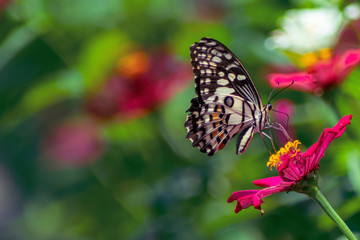 Wild flowers of clover and butterfly in a meadow in nature in the rays of sunlight in summer in the spring close-up of a macro. A picturesque colorful artistic image with a soft focus