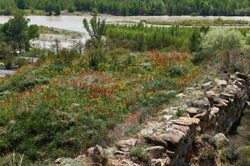 Obraz premium Poppies bloom in the mountains