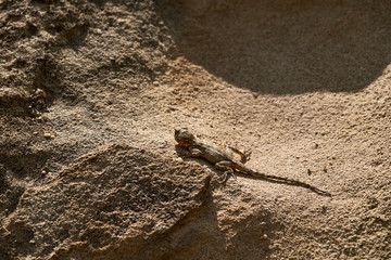 A lizard heating up on the stone.