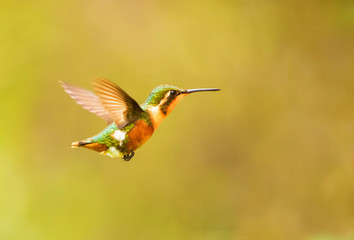 female of the white-bellied woodstar (Chaetocercus mulsant)