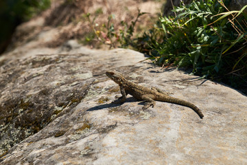 A lizard heating up on the stone.