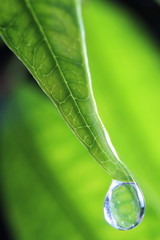 Close up of a water drop on green leaf with green background.