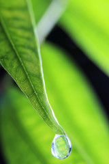 Close up of a water drop on green leaf with green background.